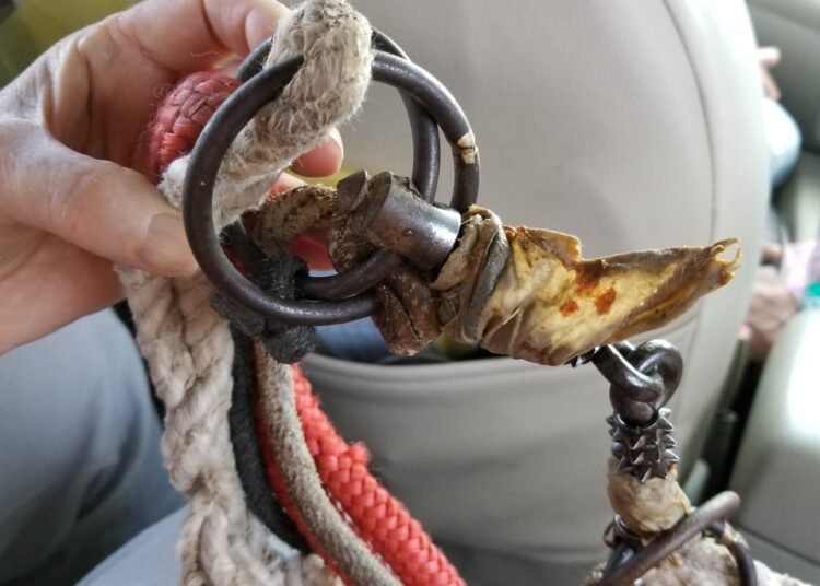 Meghalaya govt bans spiked bits used to control horses