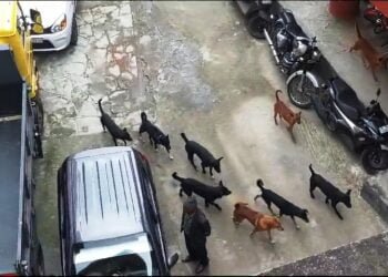 MDC hostel going to the dogs