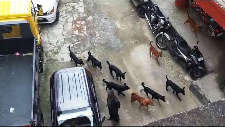 MDC hostel going to the dogs