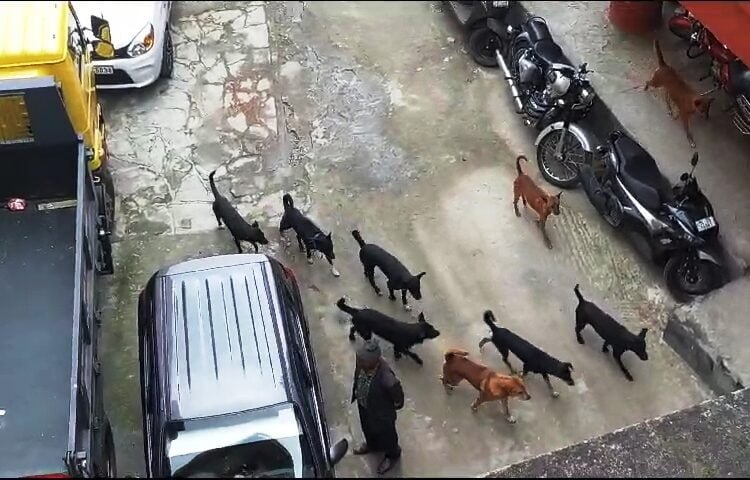 MDC hostel going to the dogs