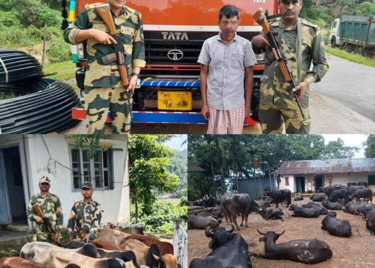BSF rescues 96 cattle, foils sugar smuggling attempt