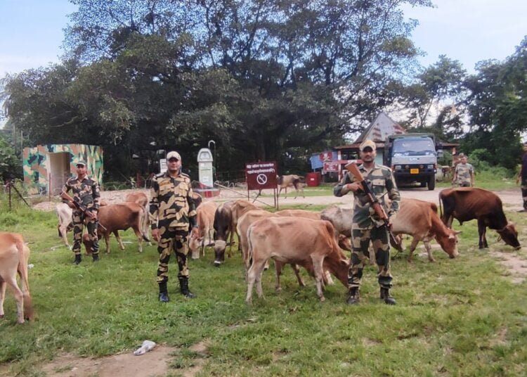 BSF rescues 67 cattle on international border