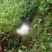 Decomposed body found in Mawkyrwat