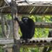 Meghalaya coffee producer to help protect Western Hoolock Gibbon