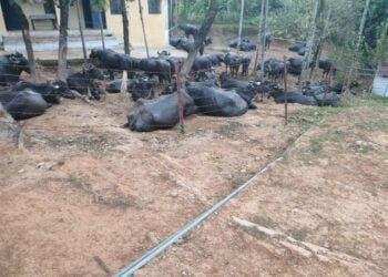 BSF foils cattle smuggling attempt on international border in WJH