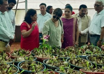 Dendrobium orchid cut flower project started in Nongdiengngan