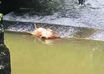 Nongpoh drinking water source fouled by dead cow