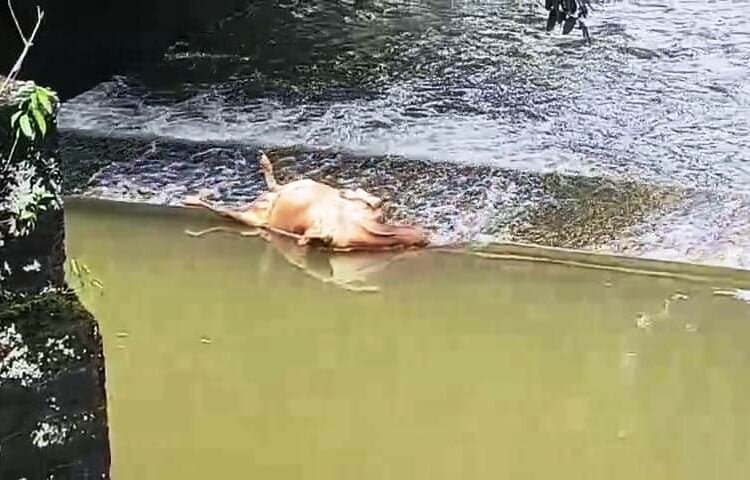 Nongpoh drinking water source fouled by dead cow