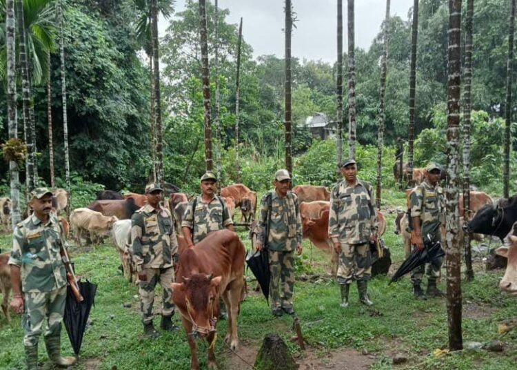 BSF rescues another 74 cattle