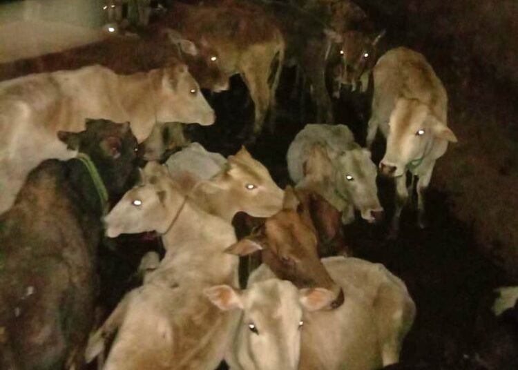 BSF seizes 56 cattle meant for smuggling to Bangladesh