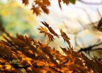 St Anthony’s students explore autumn through new exhibition