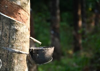Delegates from 13 countries inspect rubber cultivation in Meghalaya