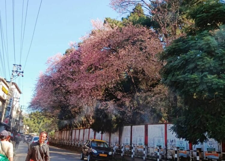 Literature & music arrives with cherry blossoms