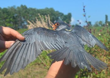 Tyrso villagers gear up to welcome Amur Falcons with festival