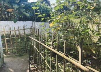 Kitchen gardens at Laskein block schools flourishing