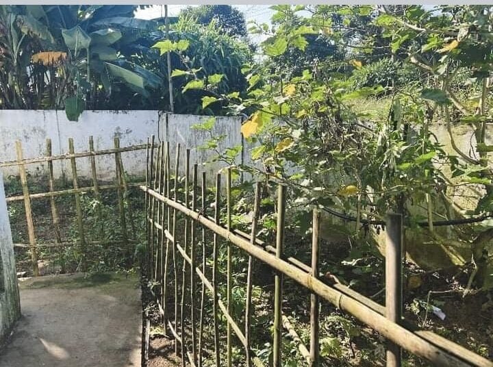 Kitchen gardens at Laskein block schools flourishing