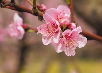 ‘Lower noise volume at Cherry Blossom Fest’