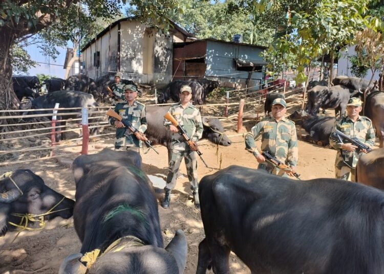 BSF Meghalaya thwarts cattle smuggling attempt