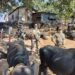 BSF Meghalaya thwarts cattle smuggling attempt