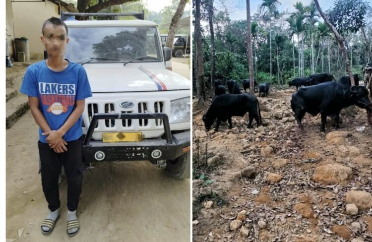 BSF seizes sugar, buffaloes meant for smuggling