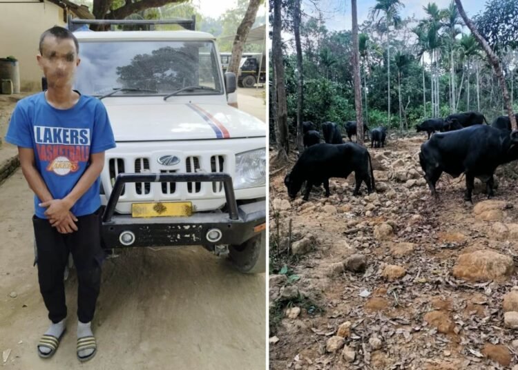 BSF seizes sugar, buffaloes meant for smuggling