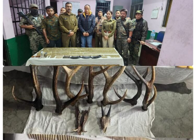 Mizoram resident arrested with huge haul of ammo, animal parts