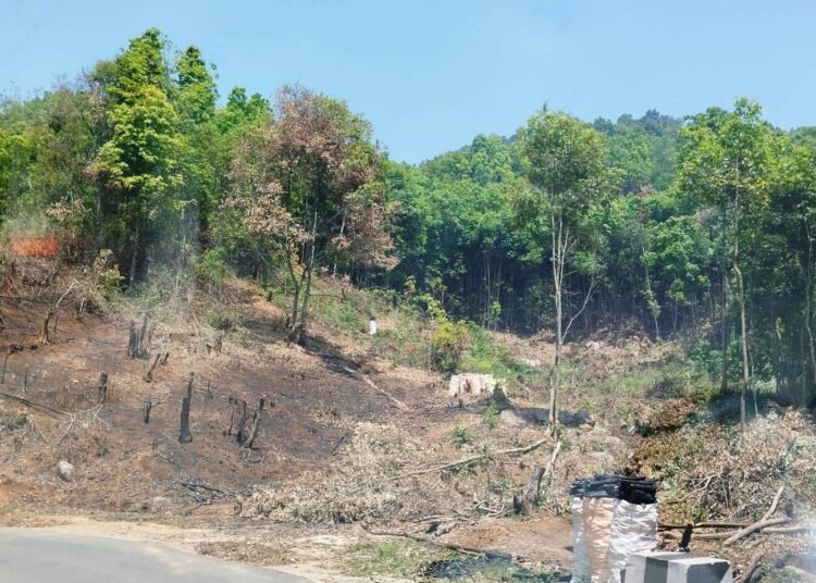 State loses 73 sq km of forest cover in three years