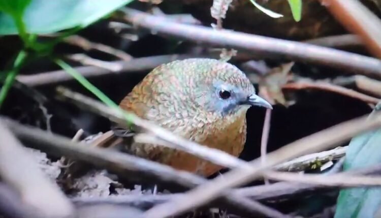 Experts identify ping pong-sized bird as EKH’s first endemic species