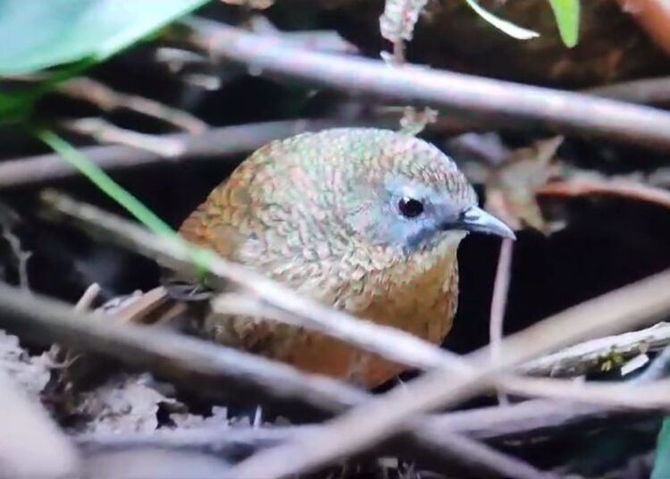 Experts identify ping pong-sized bird as EKH’s first endemic species