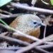 Experts identify ping pong-sized bird as EKH’s first endemic species