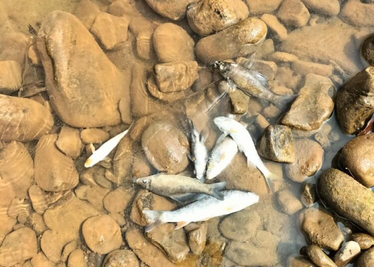 Fish found dead in Prang river