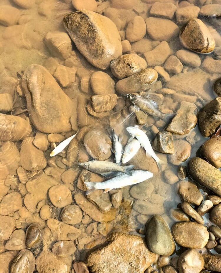 Fish found dead in Prang river