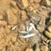 Fish found dead in Prang river