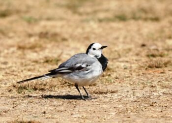 World’s biggest ‘bird-a-thon’ comes to India