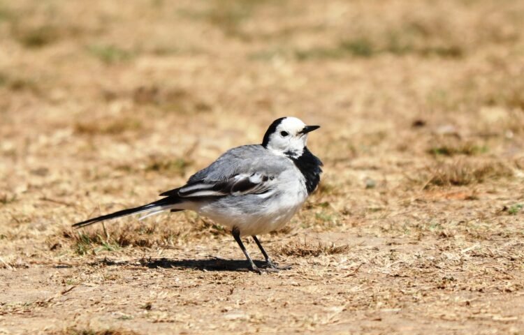 World’s biggest ‘bird-a-thon’ comes to India