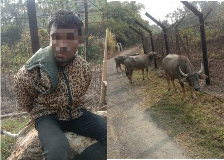 BSF apprehends Bangladeshi cattle smuggler