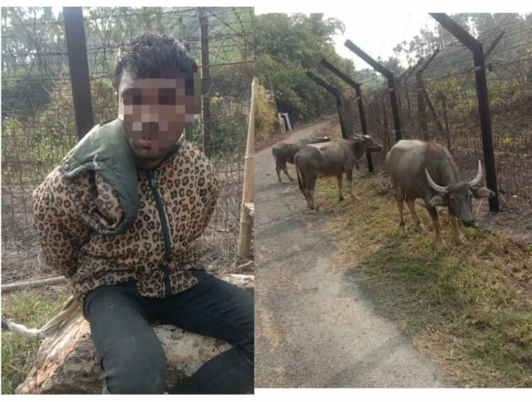 BSF apprehends Bangladeshi cattle smuggler