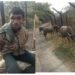 BSF apprehends Bangladeshi cattle smuggler