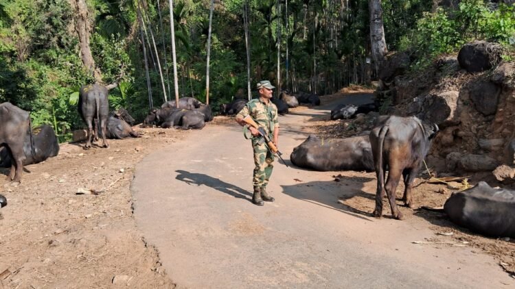 BSF rescues buffaloes meant for smuggling