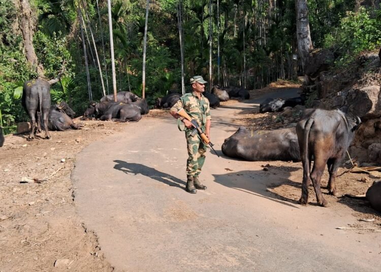 BSF rescues buffaloes meant for smuggling