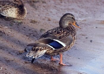 Asian waterbird census records 155 birds in Umiam