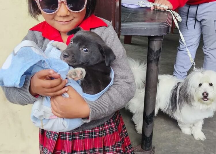 631 dogs vaccinated in Shillong