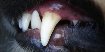 Dog bite cases double in single year