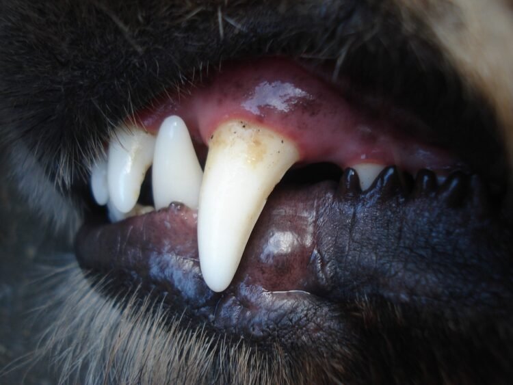 Dog bite cases double in single year