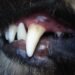 Dog bite cases double in single year