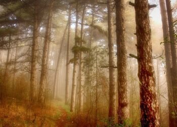 Risa Colony forest a drug addicts’ den; dorbar wants traffic ban