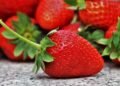 Meghalaya to hold Strawberry Fest from April 5