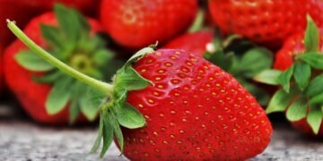 Meghalaya to hold Strawberry Fest from April 5