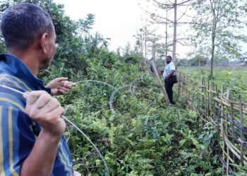 Solar-powered electric fence installed to restrict movement of wild elephants