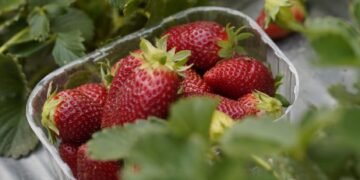 Strawberry fields forever: Agri-tourism event begins